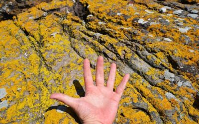 Gdzie montowane są łapy oporowe w różnych typach konstrukcji?