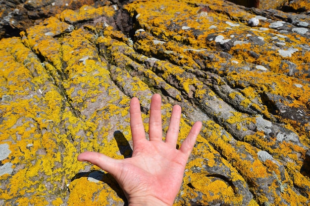 Gdzie montowane są łapy oporowe w różnych typach konstrukcji?