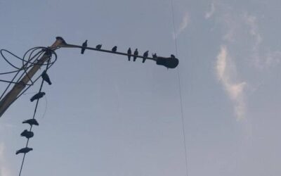 Odgromnik co to jest i jak działa?